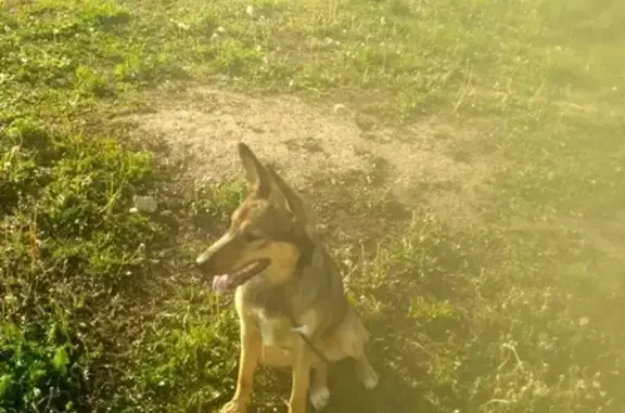 Собаки потеряшки, Уфа, фото: Потеряшка рыжая собака на ул. Ахметова, Уфа