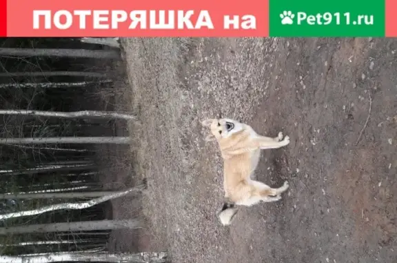 Найдена рыжая собака-лиса в Сергиевом Посаде.