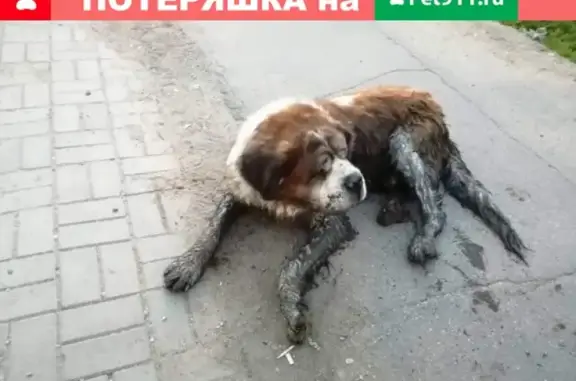 Найдена собака на станции Лесной городок, Москва