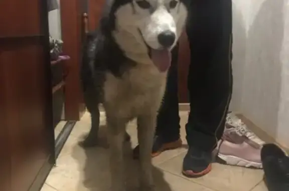 Найдена собака в Саранске, Республика Мордовия