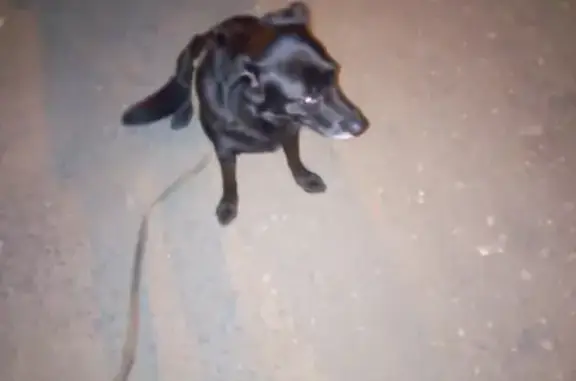 Найдена собака в Пензе, район Шуист