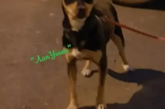 Найдена собака в Солонцах, откликается на Жучку.