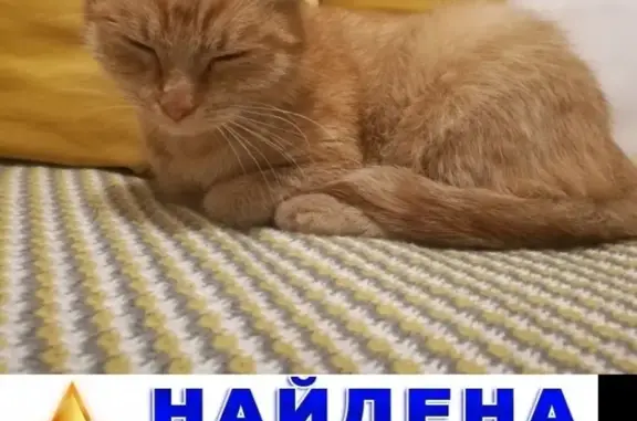 Найдена кошка в Люберцах, возраст 6-8 месяцев