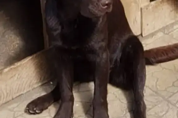 Собаки потеряшки, Сириус, фото: Потеряшка собака в Олимпийском парке, Юта, лабрадор, BBK 914.