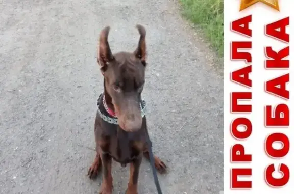 Пропала собака Тор в Московской области