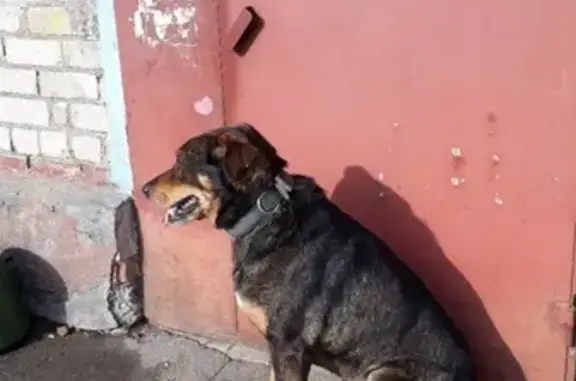 Потерян кабель-пес в Ярославле, ищем хозяина!