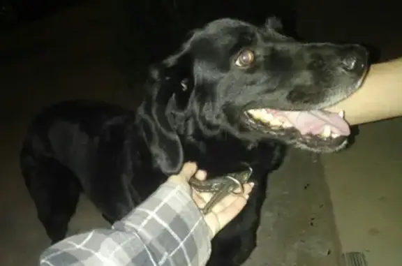 Пропала собака в Комсомольском районе, найдена и передана на передержку в Венеру