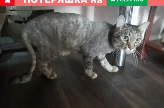 Пропал кот Тима по адресу Семенова 2, Озёрск!