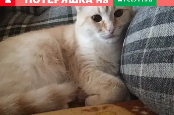 Пропала кошка в Подольске