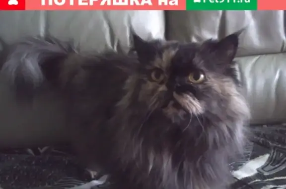 Пропала кошка Феня на Молодогвардейской, Ковров