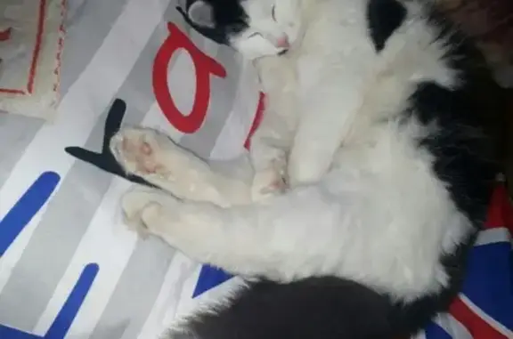 Пропала кошка в Иланском, Красноярский край