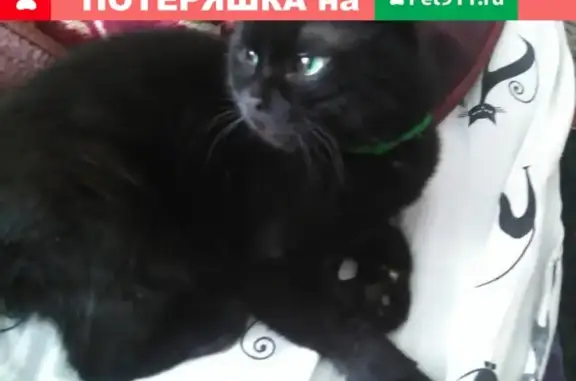 Пропал кот с ошейником на Чкалова, Воронежская область