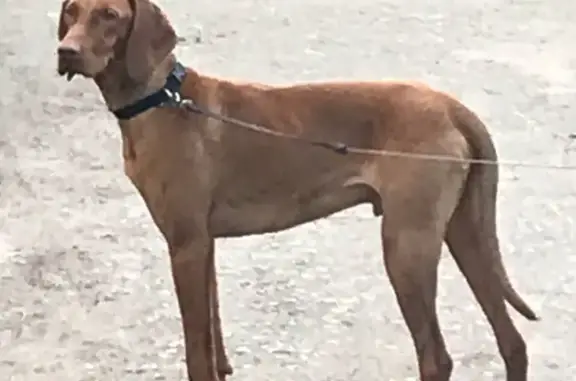 Собаки потеряшки, Пушкин, фото: Потеряшка собака венгерской Выжлы в Гуммолосарах #животные