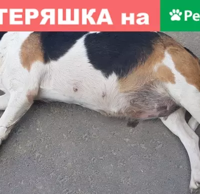 Найдена собака в Новом Домодедово: ищем хозяев или помощь в приюте