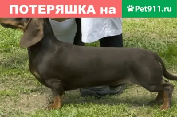 Собаки потеряшки, Москва, фото: Потеряшка собака Такса на улице Молостовых, Москва