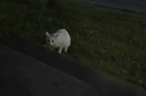 Найдена белая кошечка в Петрозаводске, ищем хозяев!