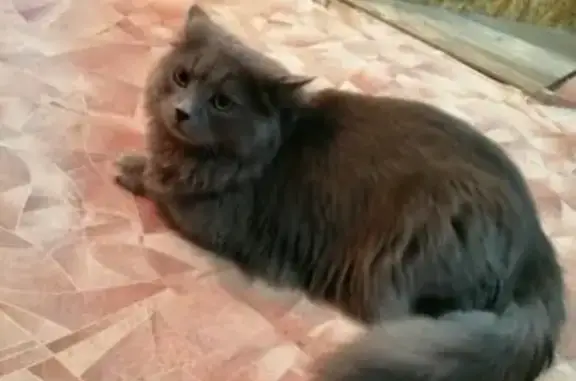 Пропал кот на улице Чкалова, Усть-Кут