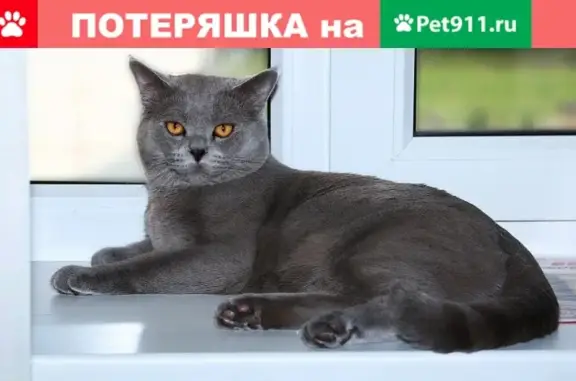 Пропала кошка Кекс, Лукьяновская улица, 15, Белгородская область