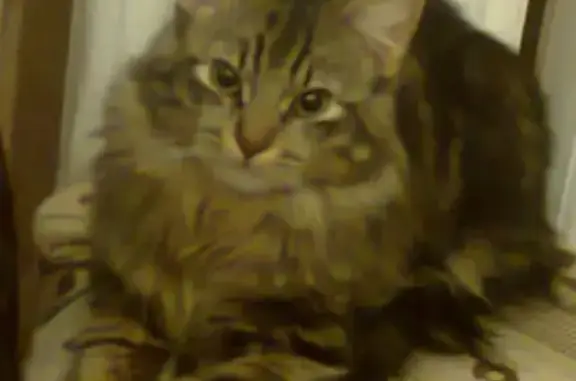 Кошки потеряшки, Воронеж, фото: Потеряшка кот в районе Алексеевских дач, Воронеж.