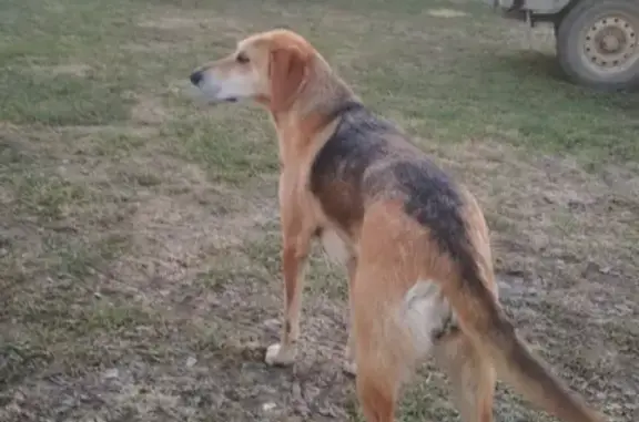 Пропала собака русская гончая в селе Альняш, Пермский край