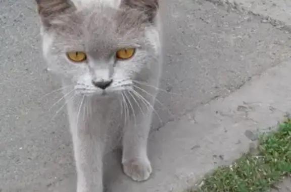 Найдена кошка в Барнауле, ул. Весенняя 12А