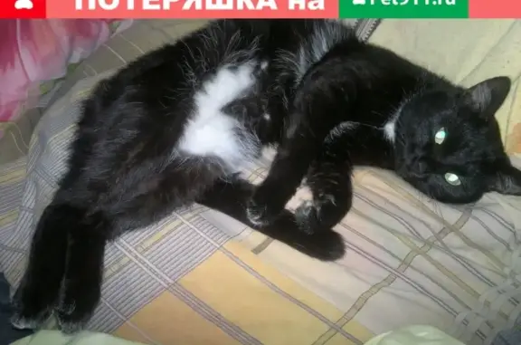 Пропала кошка в Северске, адрес https://vk.com/nbipc