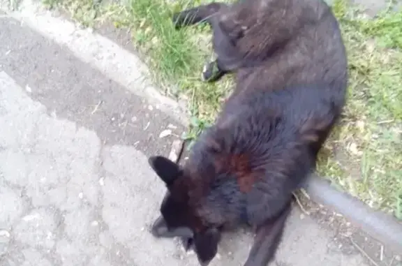 Найдена собака в районе Киномира, Барнаул