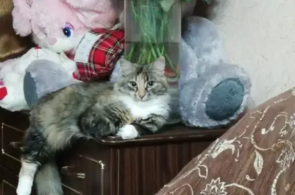 Пропала кошка на ул. Гагарина (Киреевск)