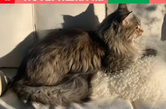 Пропала кошка в посёлке Жуковка-3, вознаграждение гарантировано