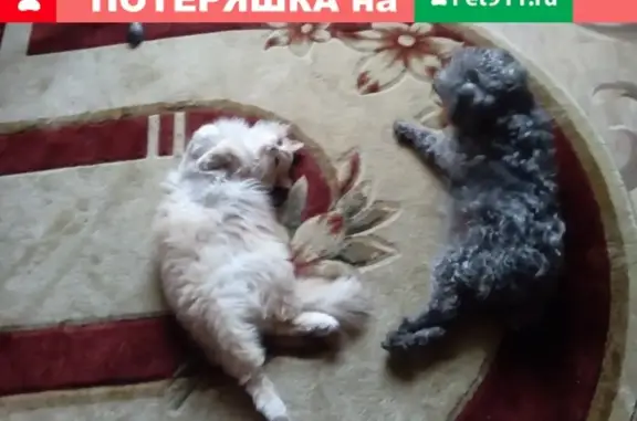 Пропала пушистая кошка в Абашево, Кемеровская область