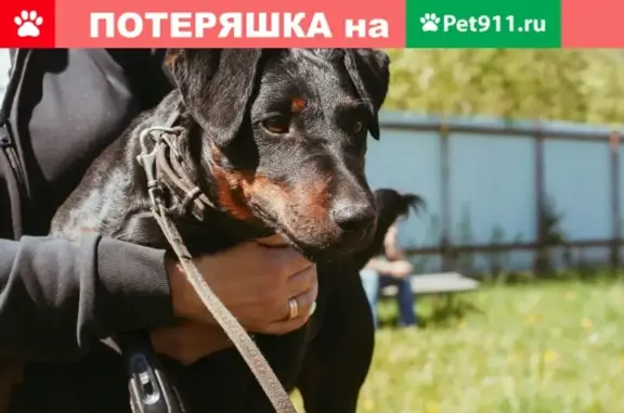 Пропала собака Багира в Всеволожске, ЛО