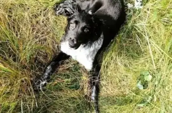 Пропала собака Тэся в Владимире, помогите найти!