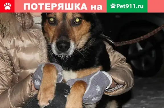 Пропала собака на ул. Горького, кобель Филя, чёрный с рыжими подпалами.