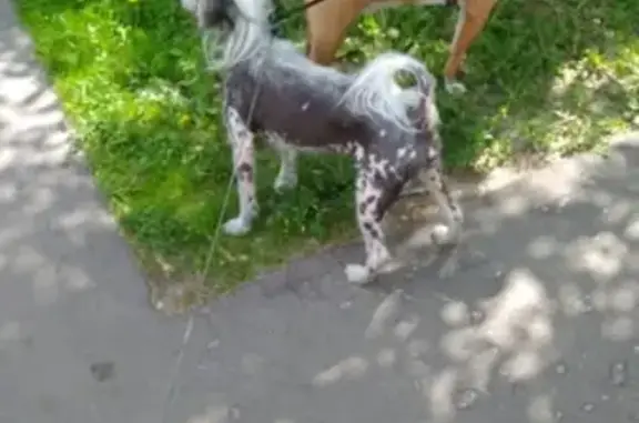 Найдена собака в Москве на ул. Новгородской