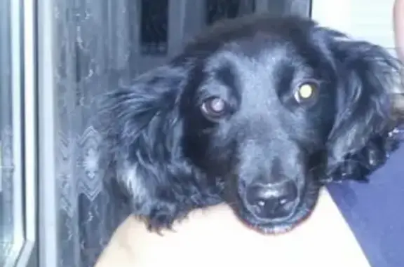 Найден щенок возле Флагмана в Омске