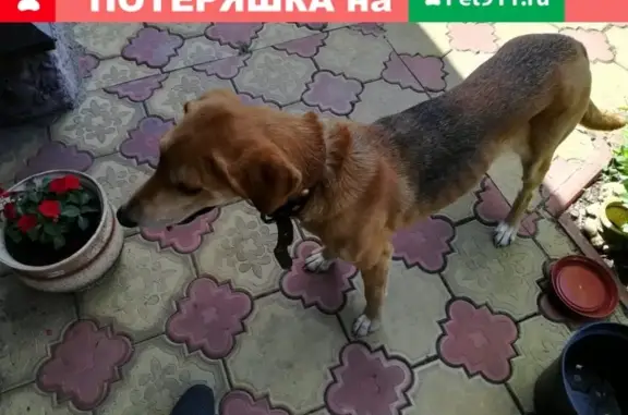 Собака найдена в Рязани, ищем хозяина!