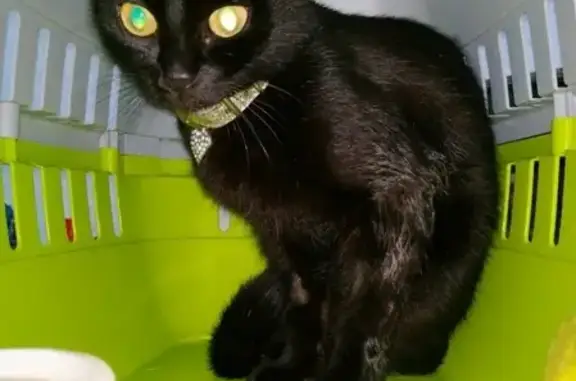 Найдена черная кошка с ошейником в Краснодаре