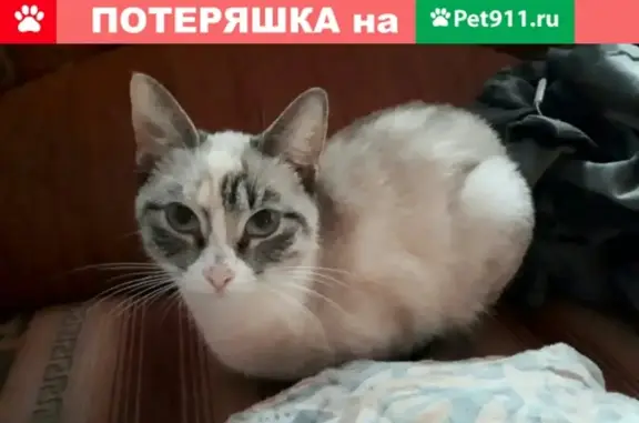 Пропала кошка на Козлёнской 127 (Вологда)