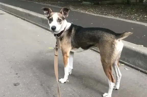 Найдена собака, Москва, фото: Собака без ошейника на Вешняковской, 22А