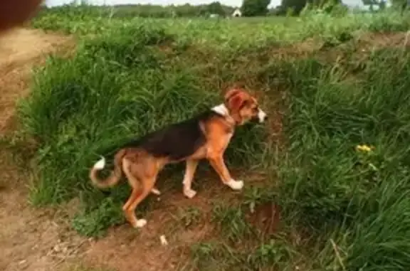 Найден щенок в Череповце, Россия