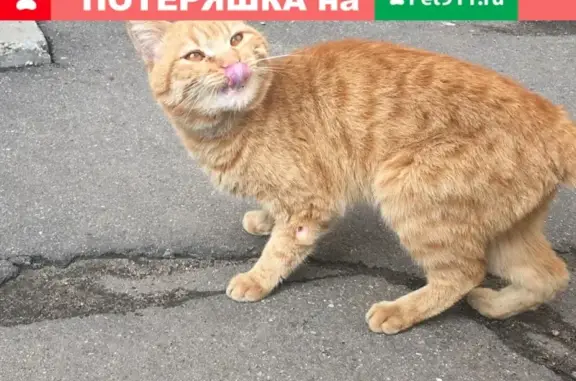 Найден крупный кот на Московском шоссе 59