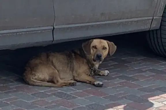 Собака на Воскресной улице в Тамбове