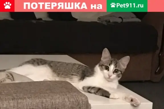 Кошки потеряшки, Москва, фото: Потеряшка кошка на ул. Гурьянова, Москва (вознаграждение)