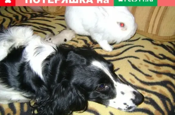 Пропала собака в Малее, Липецкая область #ПРОПАЛА_СОБАКА