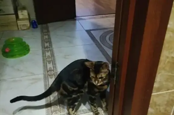 Кошки потеряшки, Москва, фото: Потеряшка кошка на Лермонтовском проспекте, Москва