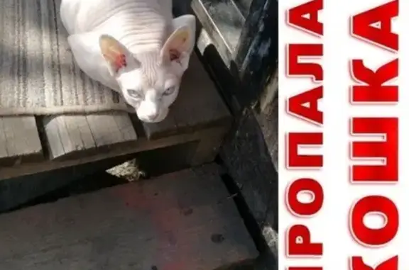 Пропала кошка в поселке Крупском, Московский район