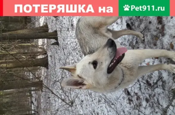 Собака-метис в Сергиевом Посаде, ищет дом