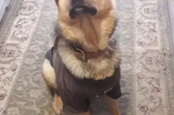 Собаки потеряшки, Кострома, фото: Потеряшка собака Мухтар в Костроме