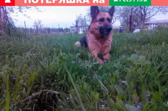 Собаки потеряшки, деревня Новое Ратово, фото: Потеряшка немецкая овчарка в д. Новое Ратово (Муромский р-н)