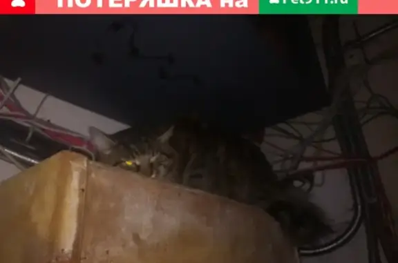 Потерянный кот в Воронеже, рядом с X-fitом